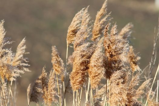 faded reeds ( Phragmites communis ) in late winter