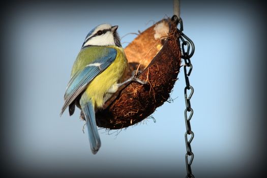 tiny garden bird ( blue tit, parus caeruleus ) on coconut feeder with lard and seeds