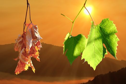 two life stages on vineyard leaves, natural sunrise backdrop over the hills