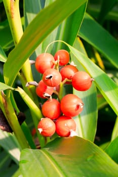The fruit is grown as an ornamental plant.