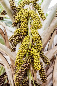 Palm fruit on the tree, tropical plant for bio diesel production