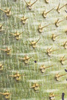 Closeup pattern of a green cactus background.