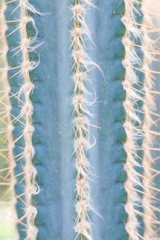 Closeup pattern of a blue cactus background.