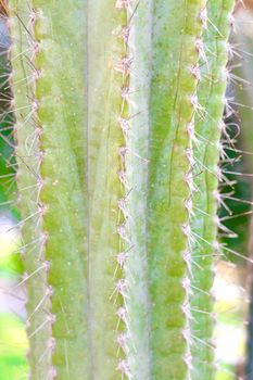 Closeup pattern of a green cactus background.