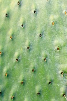 Closeup pattern of a green cactus background.