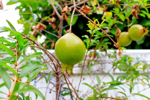 The near-rip-pomegranates fruit on the tree.