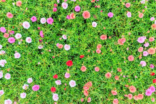 Many color portulaca  on a leaves green background.