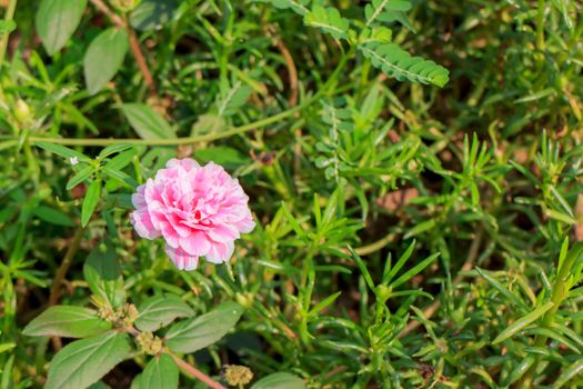 Pink Portulaca on a leaves green background.