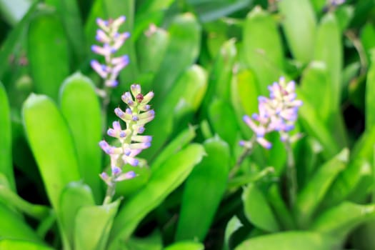 Purple flowers with green leaves in the background.