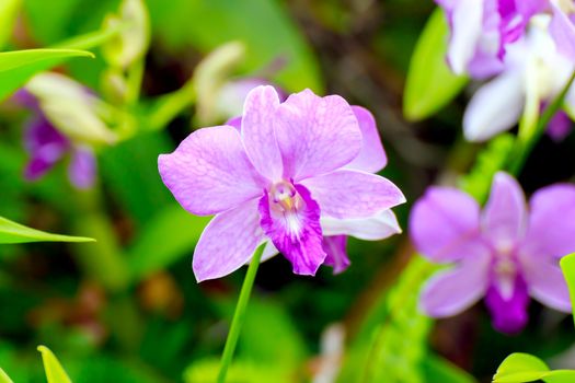 Bouquet of purple orchid in the garden. 