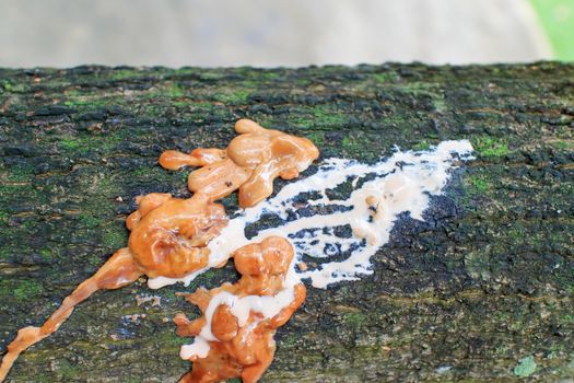 Yellow latex from Salavan tree are dry.