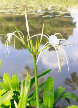 A spider lilies blooming in the poolside.