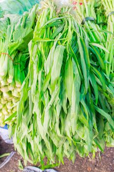 Fresh thai morning glory stacked for sale.