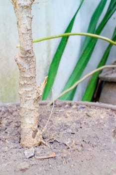 Some of the tree trunks in a pot.