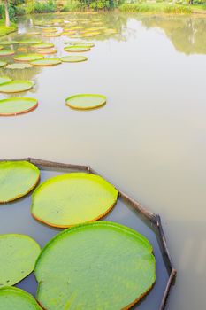 Victoria longwood hybrid is a plant that looks like a large tray, floating on the river.