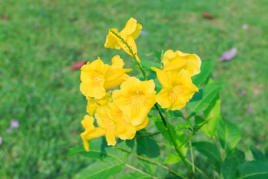 Yellow flowers with green leaves in the background.