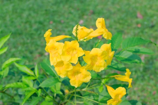 Yellow flowers with green leaves in the background.