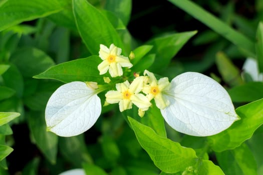Yellow flowers with green leaves in the background.