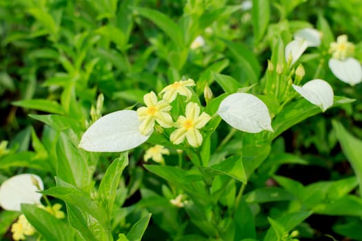 Yellow flowers with green leaves in the background.