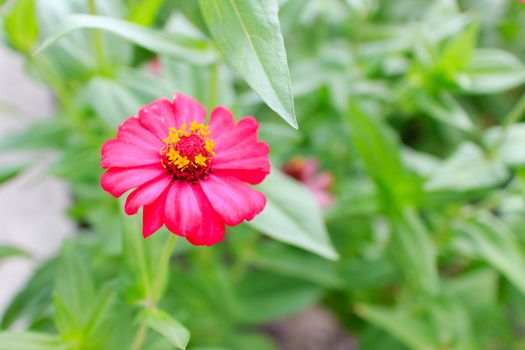 The reddish zinnia flower with green leaves as backdrop.