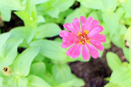 Pink Zinnia flowers with green leaves in the background.