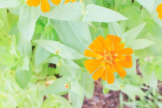 Yellow Zinnia flowers with green leaves in the background.