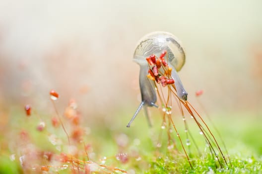 Snails and moss macro shot in the garden or forest