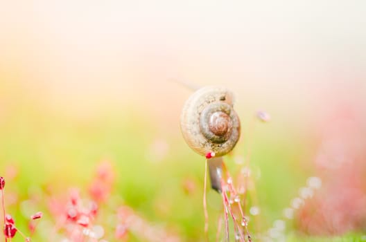 Snails and moss macro shot in the garden or forest