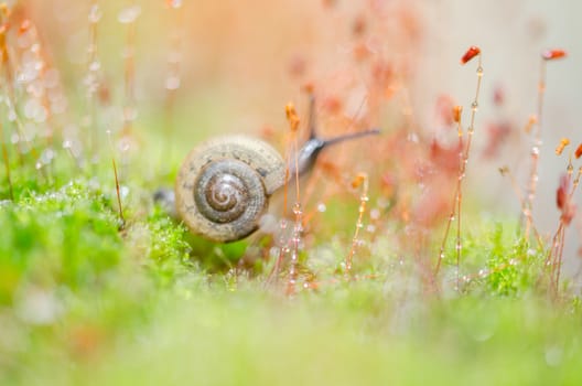 Snails and moss macro shot in the garden or forest