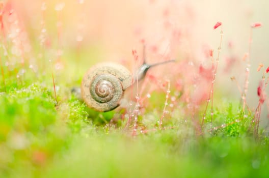 Snails and moss macro shot in the garden or forest