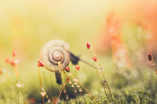 Snails and moss macro shot in the garden or forest