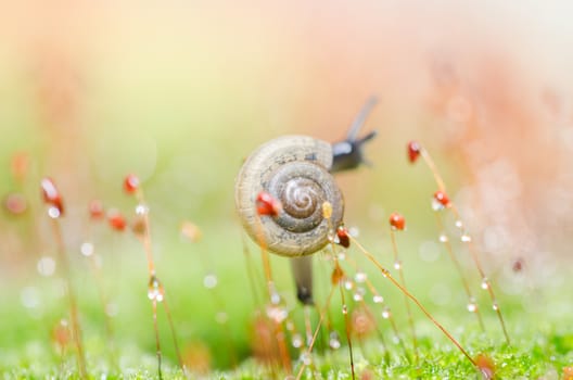 Snails and moss macro shot in the garden or forest