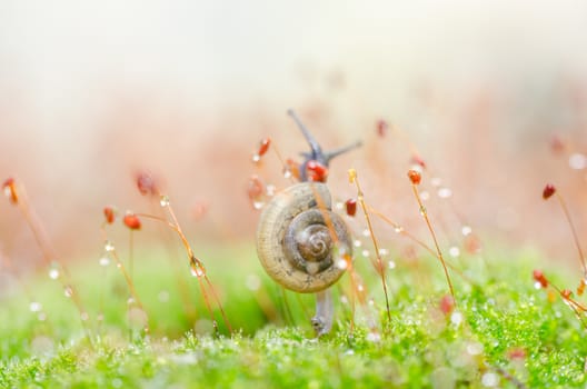 Snails and moss macro shot in the garden or forest