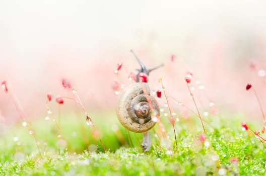 Snails and moss macro shot in the garden or forest