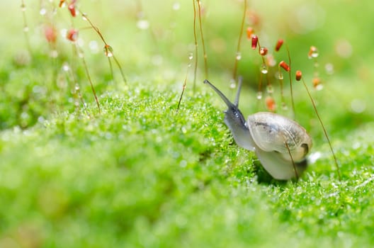 Snails and moss macro shot in the garden or forest