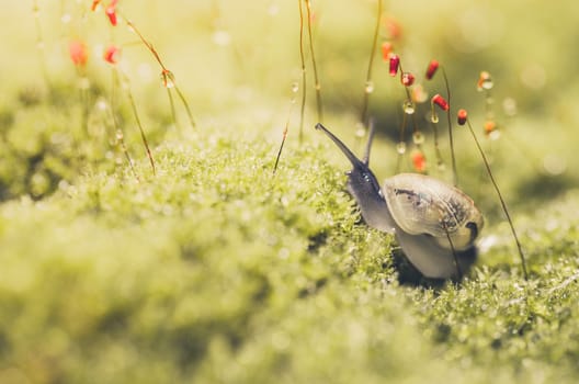 Snails and moss macro shot in the garden or forest