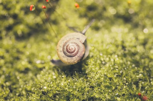 Snails and moss macro shot in the garden or forest