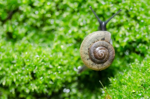 Snails and moss macro shot in the garden or forest