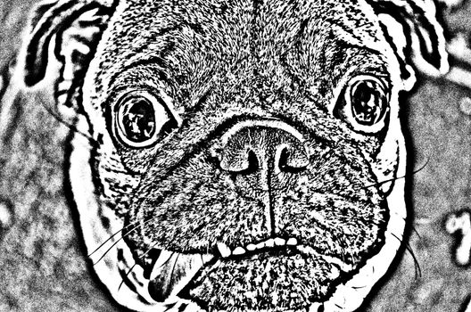 Cute Dog Series 1 No.2,made from photo by photoshop.