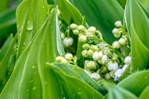 Blooming Lily of the valley in spring garden with shallow focus