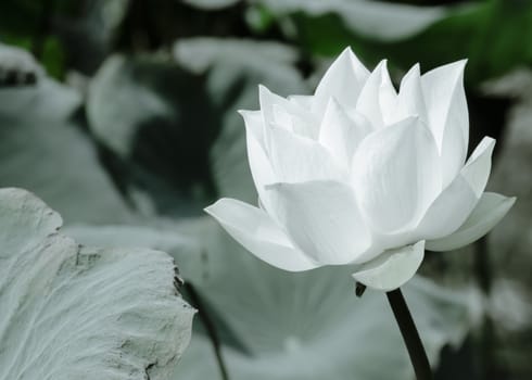 White Lotus Series 1_1 is bright in basin