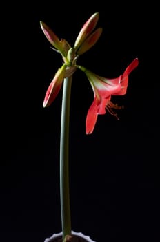 Red amarilis flower