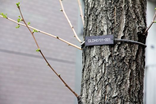 The numerical labels on the tree in Tokyo Japan.