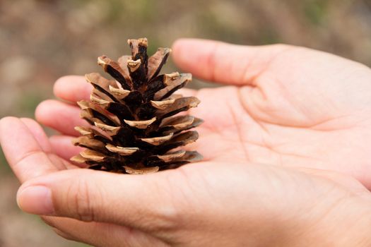 Cedar cone in the hand