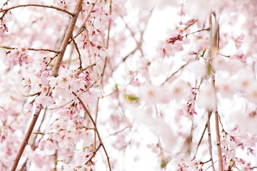 Beautiful pink cherry blossom (Sakura) in Japan