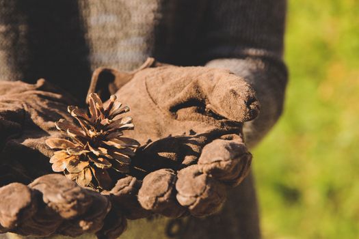 Cedar cone in the hand