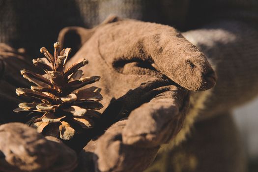 Cedar cone in the hand