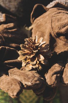 Cedar cone in the hand