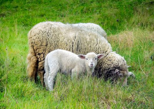 Mother sheep and her lamb, San vicente de la Barquera - Cantabria (Spain)