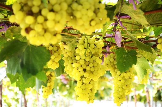 Hanging Green Grape at Farm.Vine is a Creeper[the Vitis vinifera Linn. of Vitidaceae].